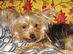 Rescued From the "Arizona 800," Sophie Gets a Forever Home! Rescued From the "Arizona 800," Sophie Gets a Forever Home!