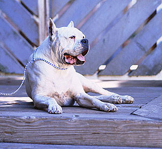 Do Tell: Reprimanding Other Dog Owners?