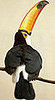 Guess What Bird?