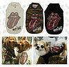 Shine a Light 'Cause Your Doggie Is a Rolling Stone