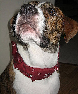 Marley Bob: Pet of the Week 