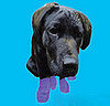 Pawz For Soggy Paws