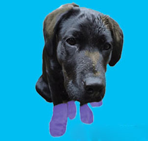 Pawz For Soggy Paws