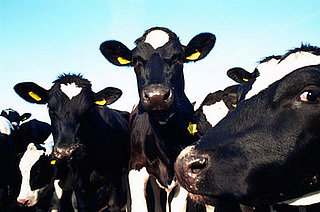 Do You Care If Your Meat or Milk Comes From Cloned Animals?