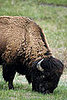 Awaiting Results: Obama Rounds Up Wyoming