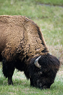 Awaiting Results: Obama Rounds Up Wyoming