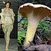 Trend de la Creme For Coutorture:  Wild Growth