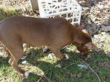 Brody Fun in the Sun