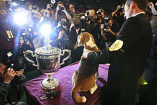 Super Cute Gallery: Big Beagle the Big Winner at Westminster!