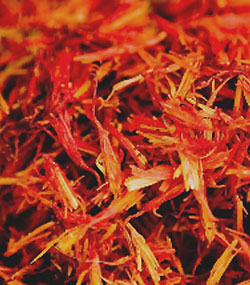 Tibetan Chrysanthemum