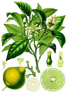Bergamot