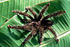 Creature Features: Spiders