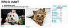 Time to Play: Which Pet Is Cuter?!