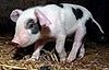 Piglet Born With Cute Heart Spots on His Coat