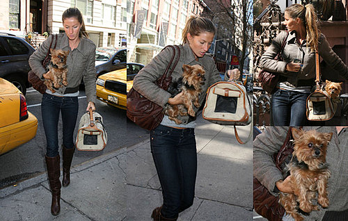 Gisele Bundchen and Tom Brady in New York with Cute Puppy in Tow