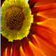 foxgirlie04's picture