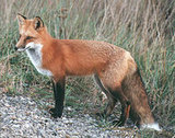 My Foxy Weekend