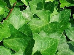 Plants That Purify: English Ivy Plants That Purify: English Ivy