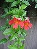 Name This Flower