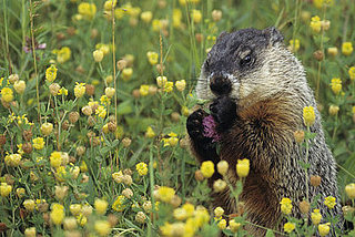 Open House: Critters in Your Crib
