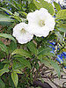 Name This Flower