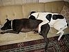 Got Pets? Got Furniture? Then Join My New Group!