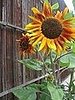 Name This Flower
