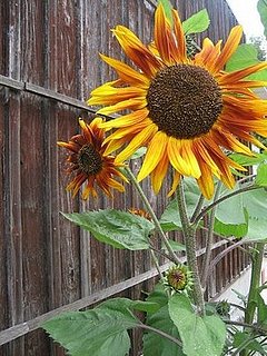 Name This Flower