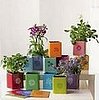 Love Shack: Year of Seeds