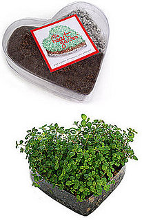 Love Shack:  The Heart Garden