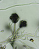 Recipe For Clean: Make a Mold Defeater
