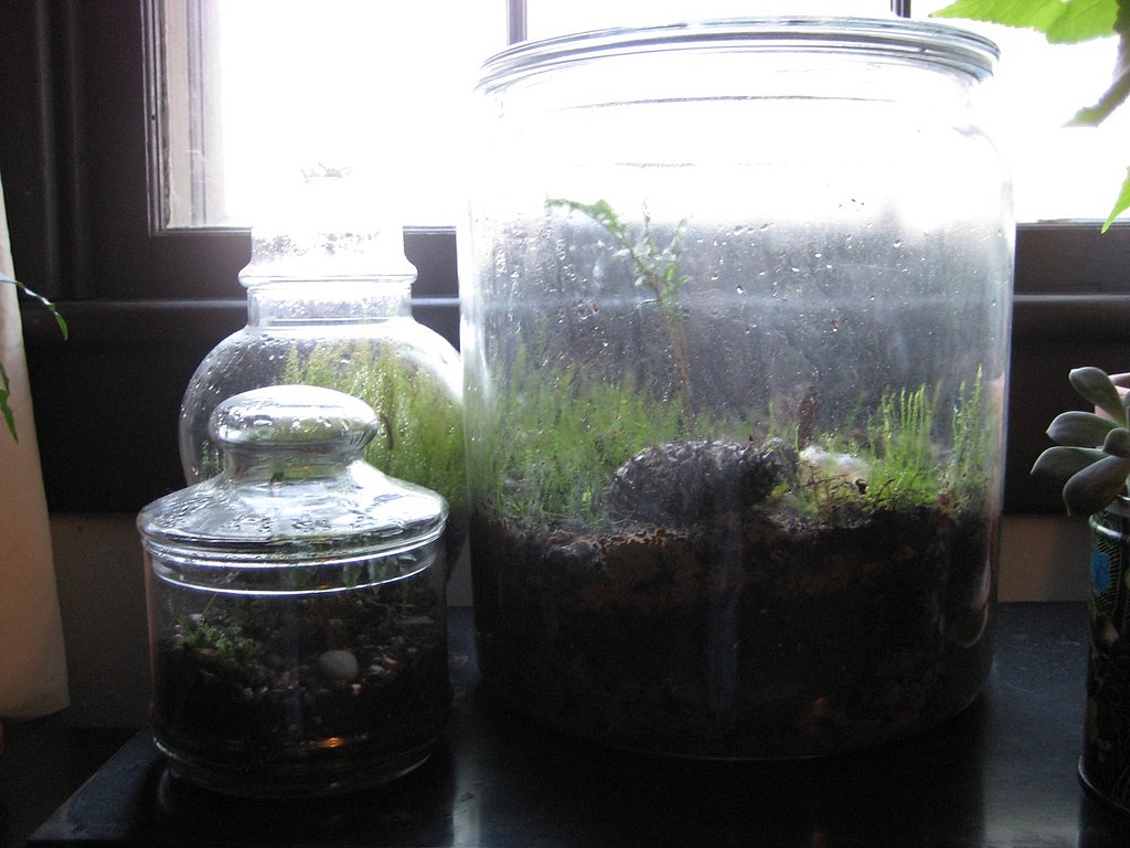 DIY: Terrarium DIY: Terrarium