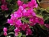 Name This Flower
