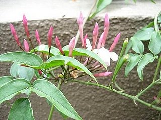 Name This Flower