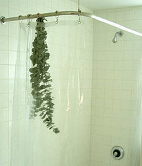 Casa Quickie: Bathroom Eucalyptus