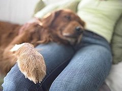 You Asked: Can I Use My Dog to Get to My Ex? You Asked: Can I Use My Dog to Get to My Ex?