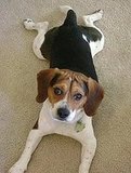 I need doggy advice.