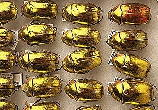 Jewelry made out of dead bugs