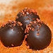 Hot-Pepper Chocolate Truffles