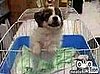 Puppy Sounds Like He's Saying "I Want Out!"