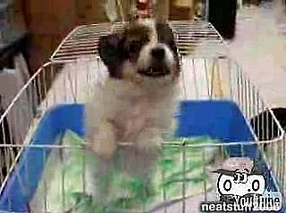 Puppy Sounds Like He's Saying "I Want Out!"