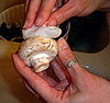 Tips For Cleaning Mushrooms