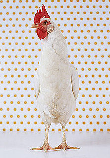 Chicken Band Names: Real or Fake?