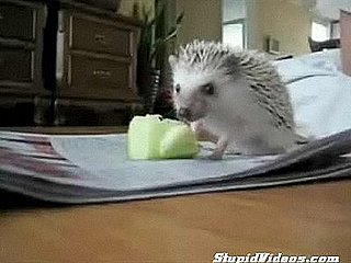 Boogie Hedgehog