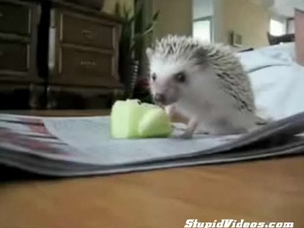 Boogie Hedgehog