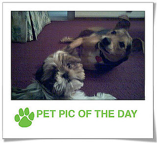 Pet Pics on PetSugar 2009-01-09 09:30:25