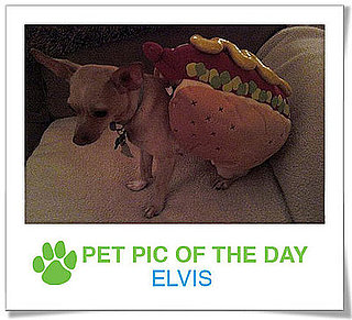 Pet Pics on PetSugar 2009-01-06 09:30:58