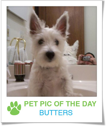 Pet Pics on PetSugar 2009-01-08 09:30:16