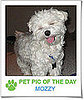 Pet Pics on PetSugar 2009-01-19 09:30:08