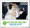 Pet Pics on PetSugar 2009-01-14 09:30:55
